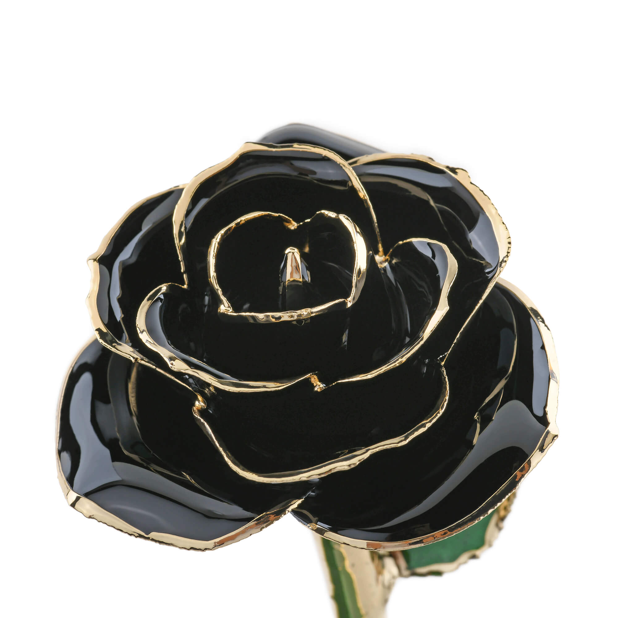 Forever Rose (Black)
