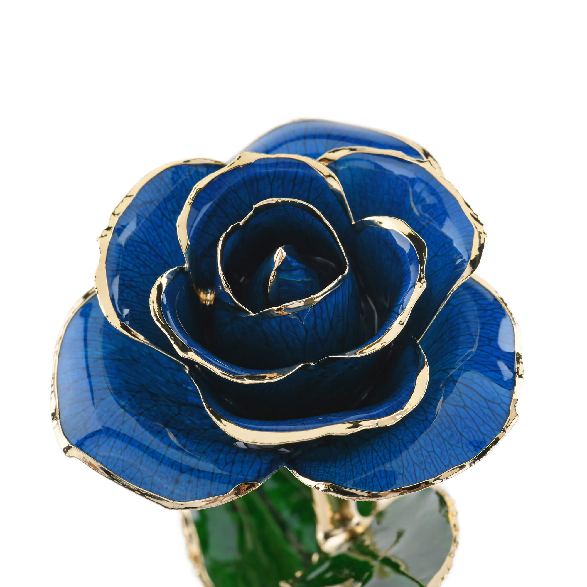 Timeless Rose (Blue)