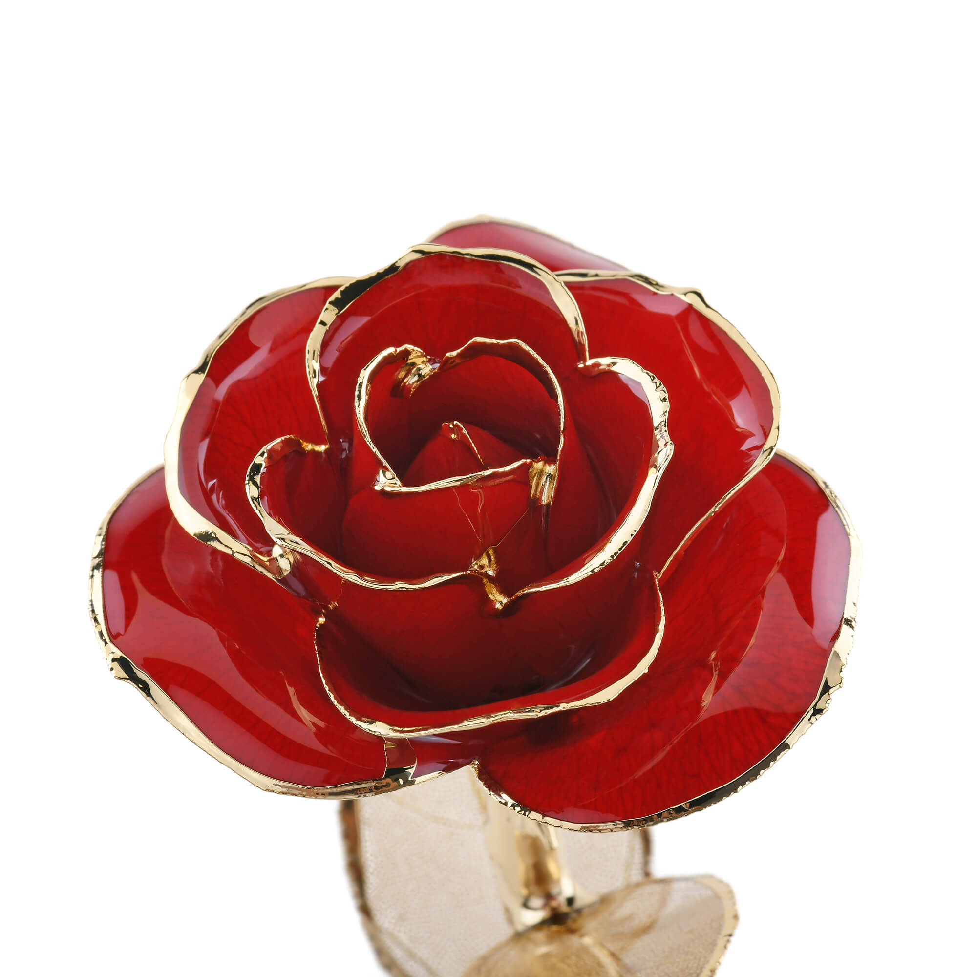 Timeless Rose (Dark Red)