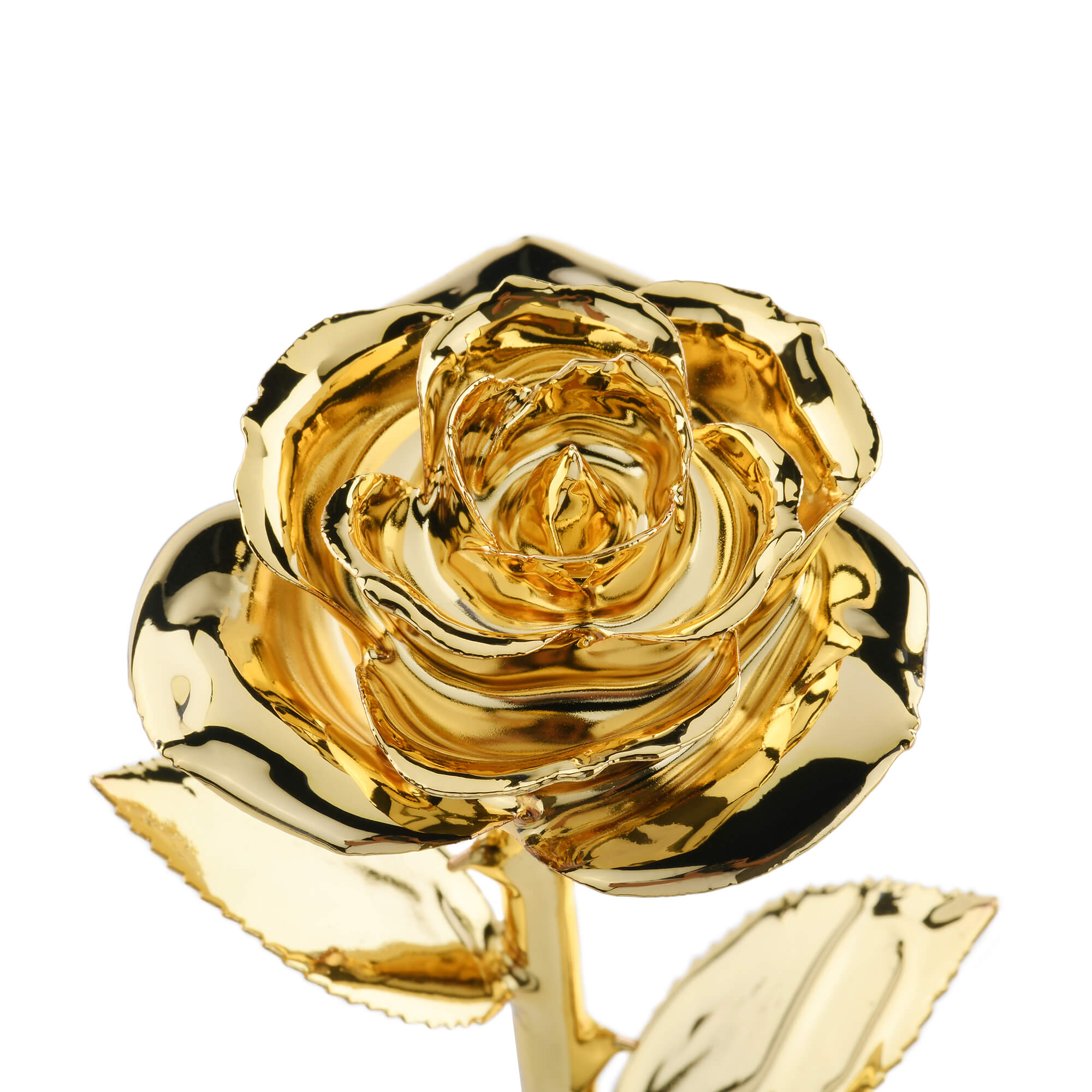 Roseb Gold Timeless Rose (Gold) – ROSEPHORIA