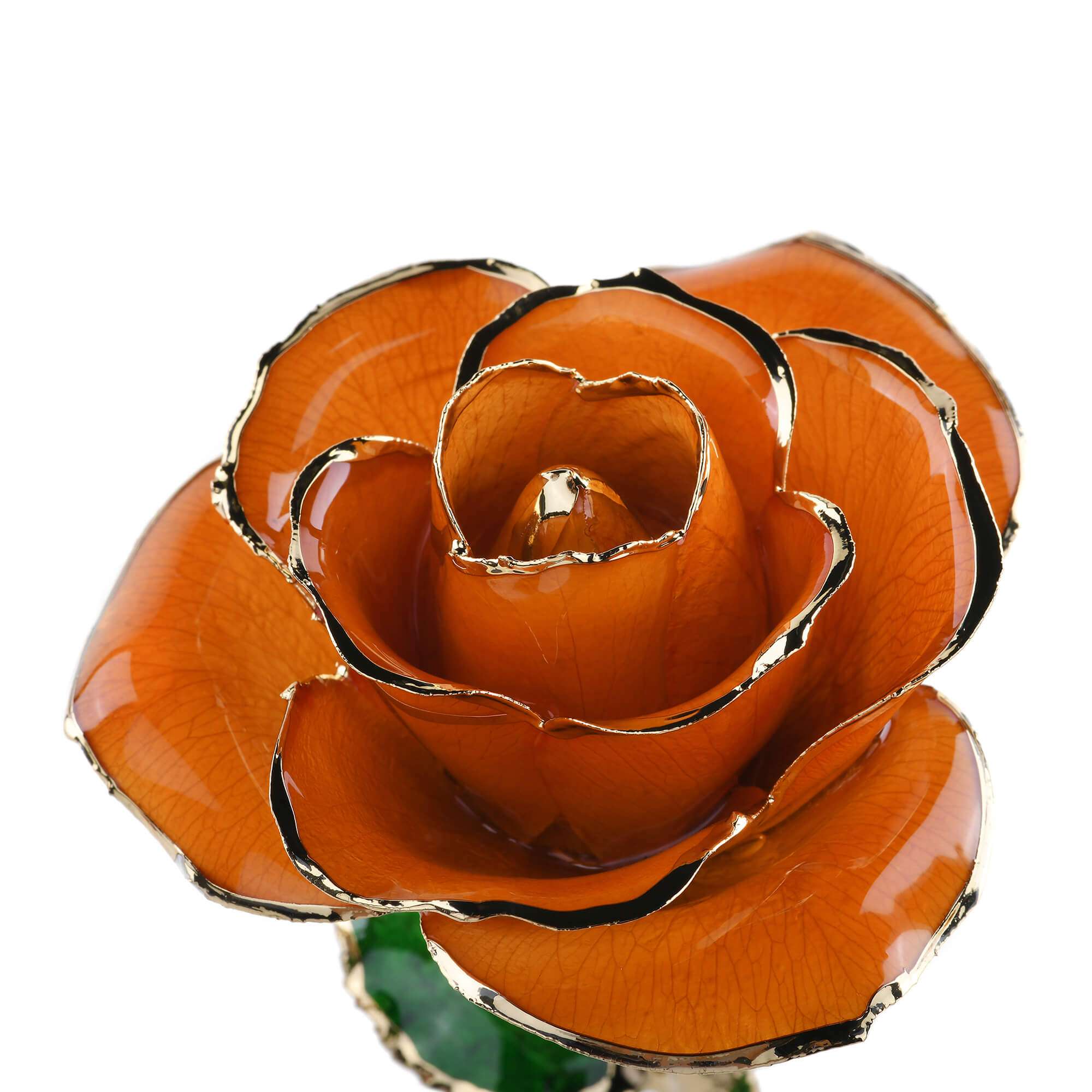 Timeless Rose (Orange)