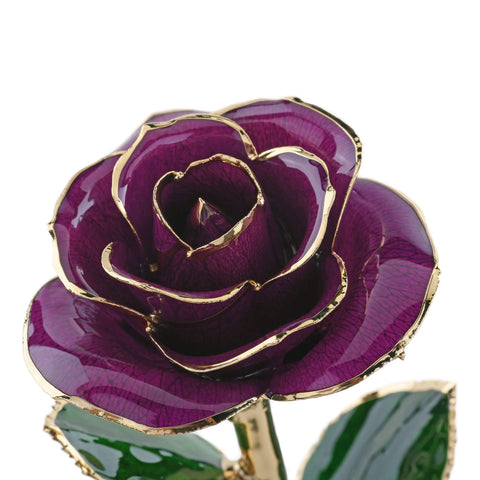 Timeless Rose (Purple)