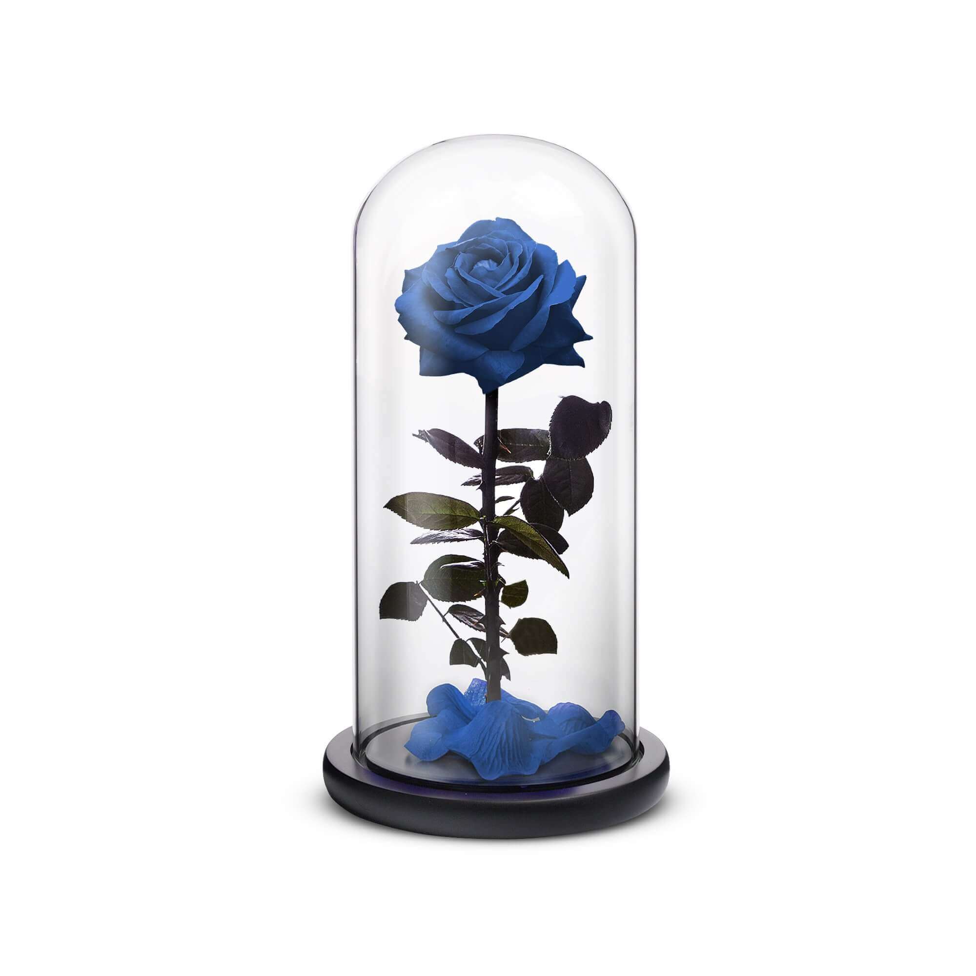 Blue everlasting preserved rose inside a crystal dome and wooden base
