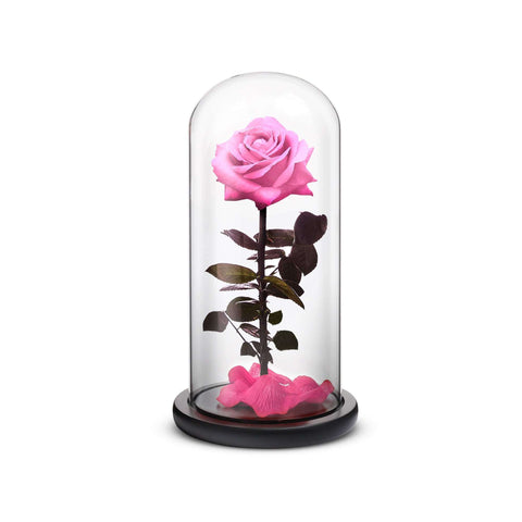 Pink everlasting preserved rose inside a crystal dome and wooden base