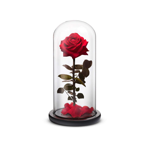 Red everlasting preserved rose inside a crystal dome and wooden base