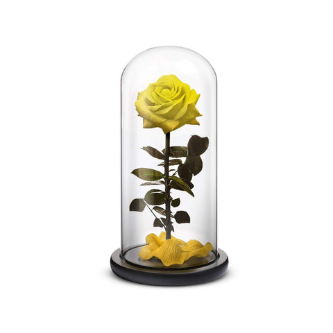 Yellow everlasting preserved rose inside a crystal dome and wooden base