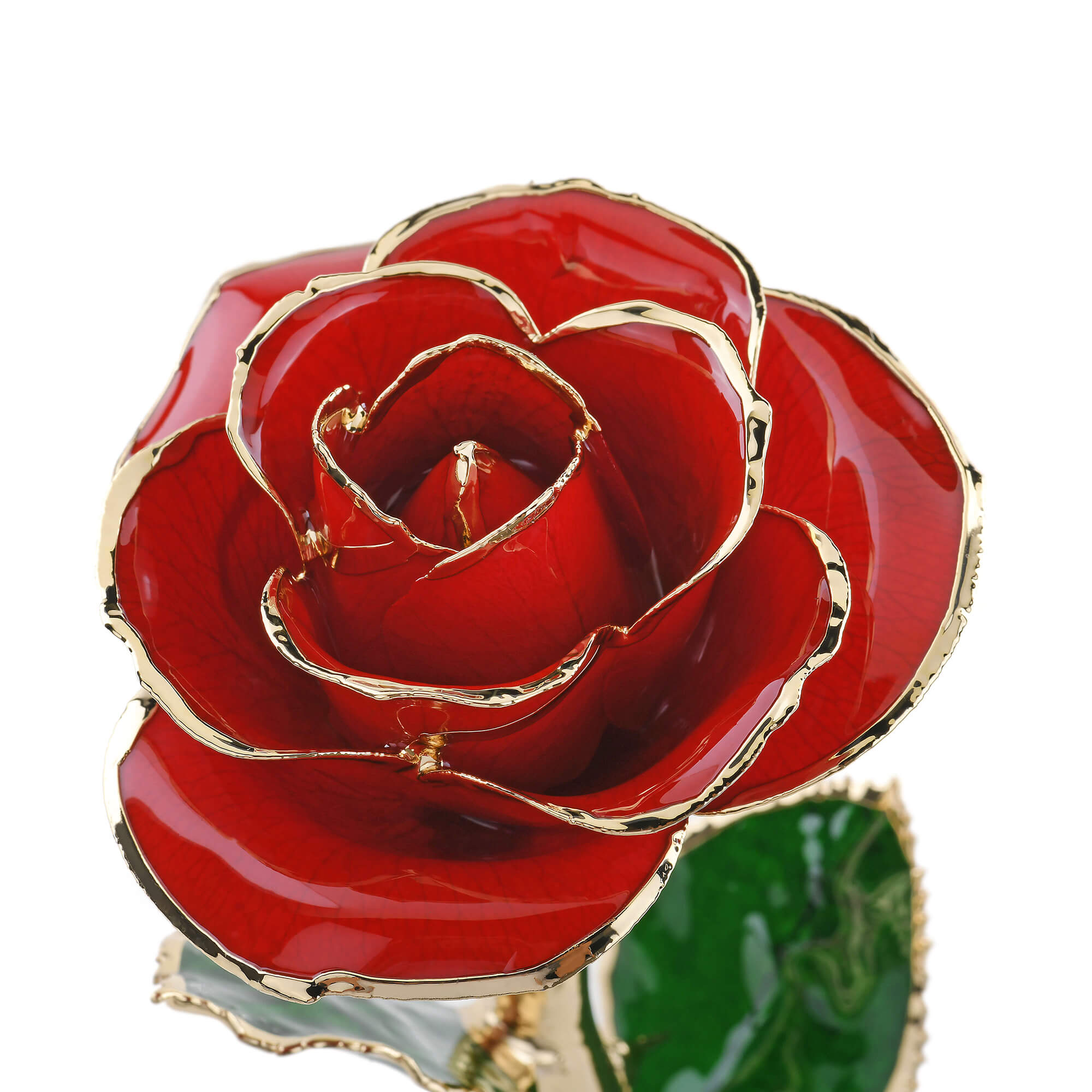 Timeless Rose (Red)