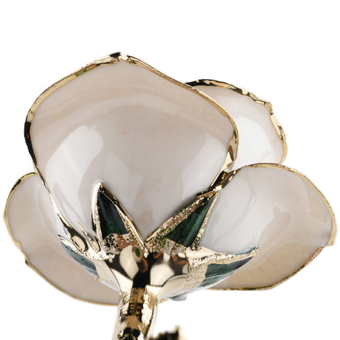Forever Rose (White)